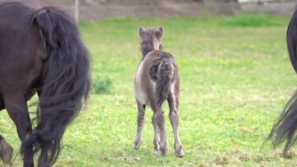 Visão Traseira Família Shetland Pony Potro Pais Câmera Lenta — Vídeo de Stock