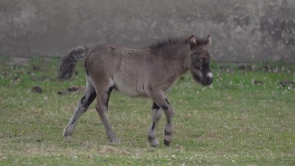 Shetland Pony Foal Walking Grass Field Stable Tracking Shot — 비디오