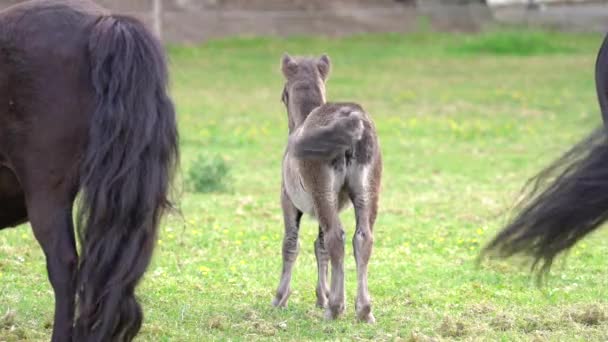 Vista Trasera Shetland Pony Foal Meneando Cola Granja Amplio — Vídeos de Stock