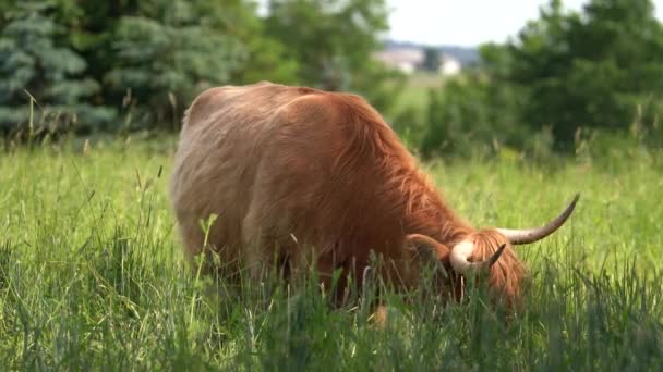 Horny Highland Cattle Grassing Fresh Grass High Grass Meadow Static — Stok Video