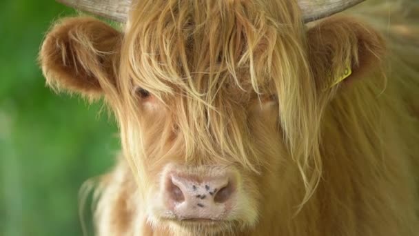 Vackra Höglandskor Som Vetter Mot Kameran Sommarbetesmark Scottish Breed Porträtt — Stockvideo