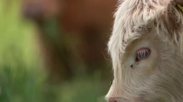 Молодые Взрослые Высокогорные Коровы Травят Траву Луговом Поле Сосредоточьтесь Стойке — стоковое видео