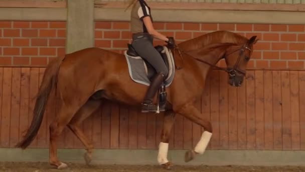 室内骑手滑行慢动作的漂亮红马小跑 — 图库视频影像
