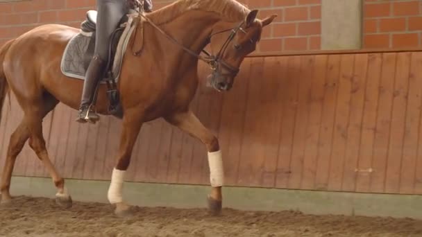 Dressuur Rider Kastanje Paard Trot Indoor Riding Arena Slow Motion — Stockvideo