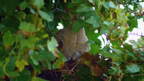 ユーラシア色の鳩がツタの葉の間で巣の中で羽を広げる — ストック動画