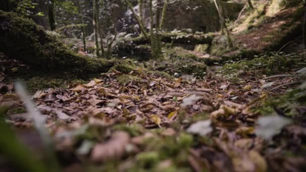 Pies Mujer Caminando Bosque Con Hojas Secas Caídas Suelo Cerca — Vídeo de stock