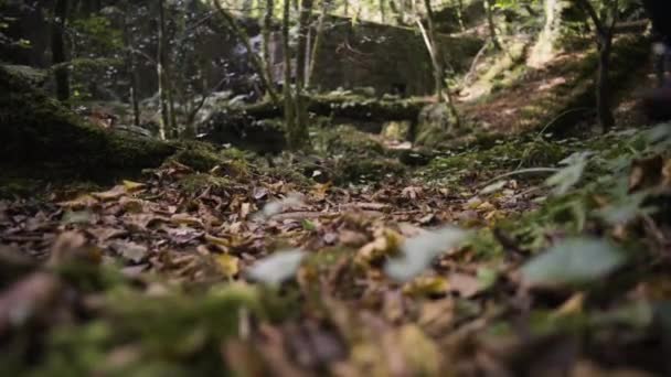 Forest Floor Kennall Vale Nature Reserve Cornwall England Girl Running — Stock video