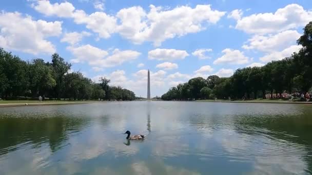 Pato Nadando Lincoln Memorial Reflejando Piscina Con Monumento Washington Fondo — Vídeos de Stock