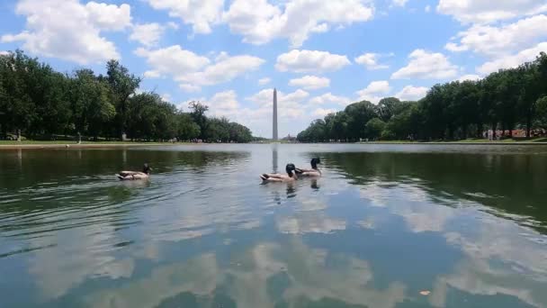 Mallards Reflecting Pool Washington Monument Background Inglês Nível Solo Largo — Vídeo de Stock