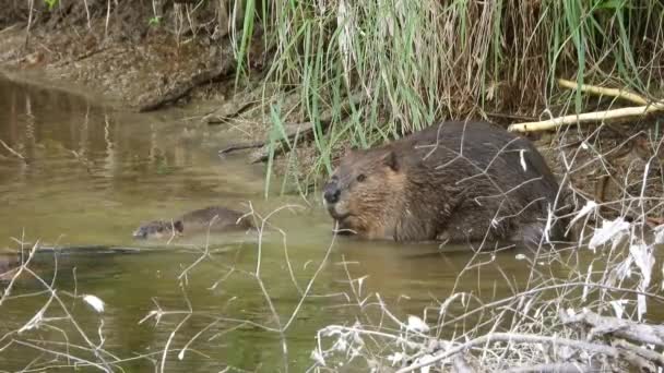 川の岸にビーバーの家族が休んでいる 日中はぬれた毛皮を持つ水棲哺乳類の静的な眺め — ストック動画