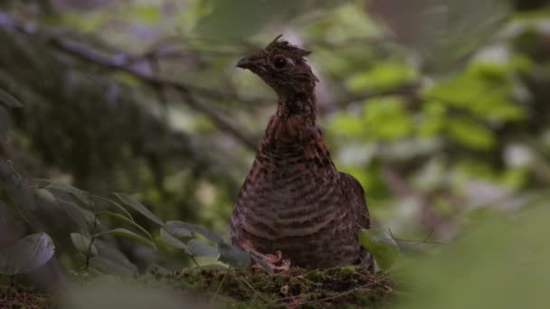Materiał Filmowy Dzikim Ptactwem Czarnym Ich Środowisku Filmiki — Wideo stockowe