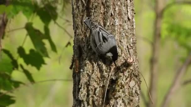 Birds Peck Insects Tree Surfaces Videos — Stock Video