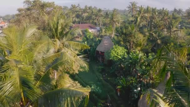 Вид Повітря Пари Туристів Рухаються Бамбукового Будиночка Серед Пальмових Дерев — стокове відео