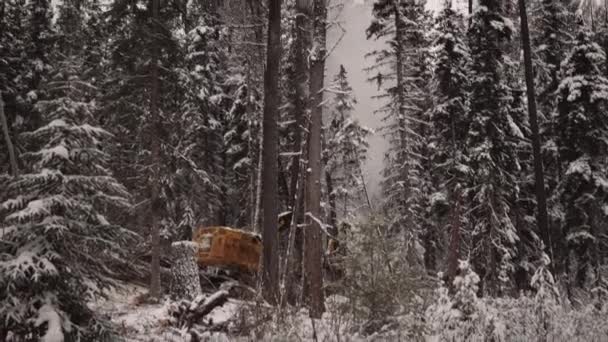 雪の嵐の中で雪に覆われた木を取り 劇的な 大規模なシリーズの一部を見たタイトなショット産業用木材マニピュレータ — ストック動画