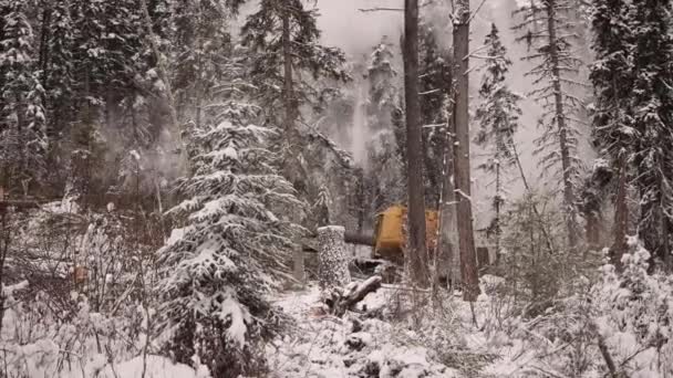 Przemysłowa Pilarka Drewna Zabiera Pokryte Śniegiem Drzewa Burzę Śnieżną Dramatyczne — Wideo stockowe