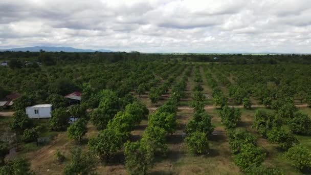柬埔寨南部一个巨大的芒果农场和种植园的低海拔无人机摄像 — 图库视频影像