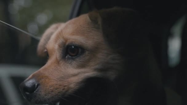 Pies Wystający Okna Samochodu Zbliżenie Zakłócenia — Wideo stockowe