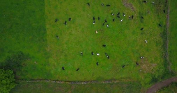 Aerial View Dozens Holstein Friesian Dairy Cattle Grazing Green Prairie — Stock Video