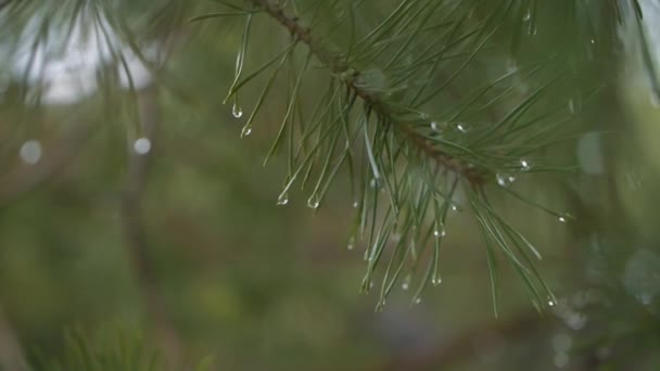 手握绿松针枝特写镜头 日间有雨滴 — 图库视频影像