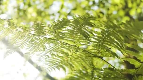 Папоротники Качающиеся Ветру Пышная Растительность Ярком Солнечном Свете — стоковое видео