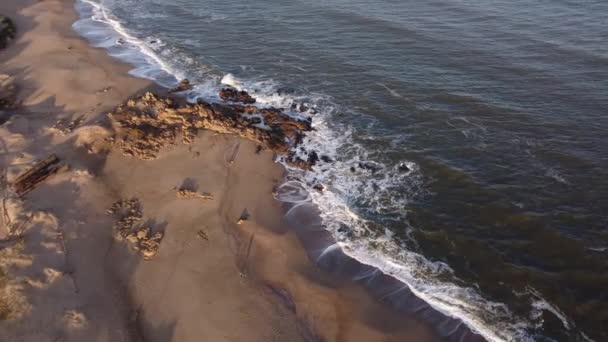 クリーンなプンタ エステのビーチでは 犬が大西洋岸ウルグアイで遊んでいます — ストック動画