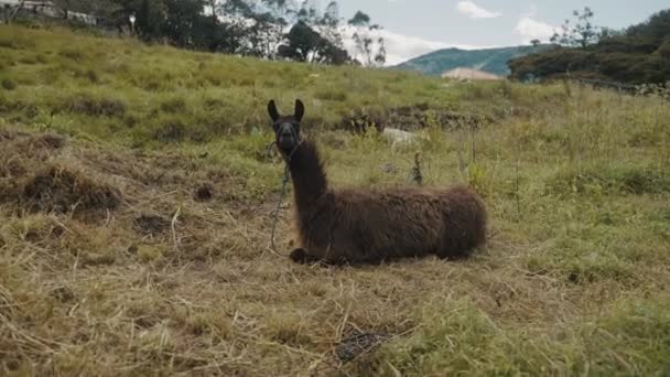ペルーの緑豊かな農業地帯に座っているラマ ワイド — ストック動画