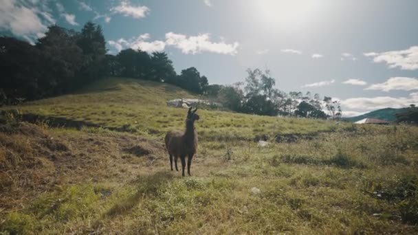 Alpaca Llama Grazing Sunny Meadows Andes Mountains Ecuador Ampliar — Vídeos de Stock