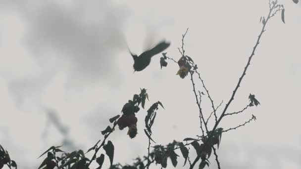 Hummingbird Che Nutre Nettare Dal Fiore Caprifoglio Angolo Basso — Video Stock