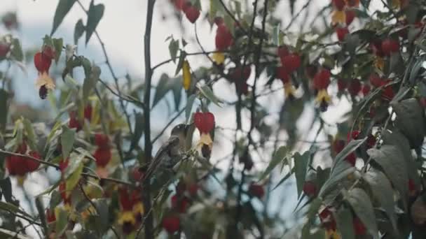 Perching Metaltail Koliber Abutilon Megapotamicum Flowers Zamknij Się — Wideo stockowe