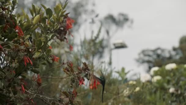 Длиннохвостый Sylph Колибри Потягивая Нектар Цветущих Растениях Портативный — стоковое видео