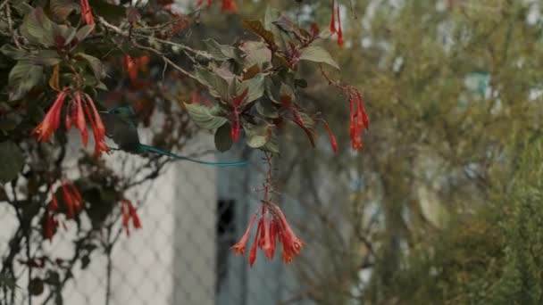 Schöne Long Tailed Sylph Kolibri Barsch Auf Fuchsia Boliviana Pflanze — Stockvideo