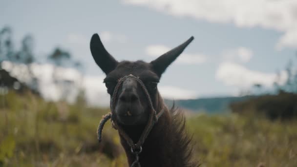 Retrato Una Llama Lama Glama Fondo Naturaleza Bokeh Cerca — Vídeos de Stock