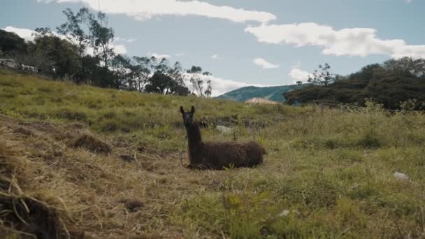 Одомашненный Южноамериканский Camelid Расслабляясь Траве Дневное Время Zoom — стоковое видео