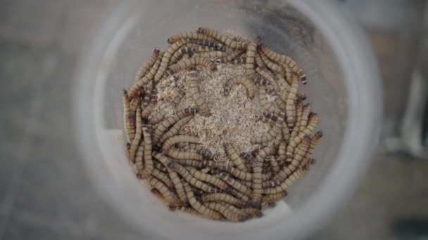 超级蠕虫与燕麦里面的塑料容器 — 图库视频影像
