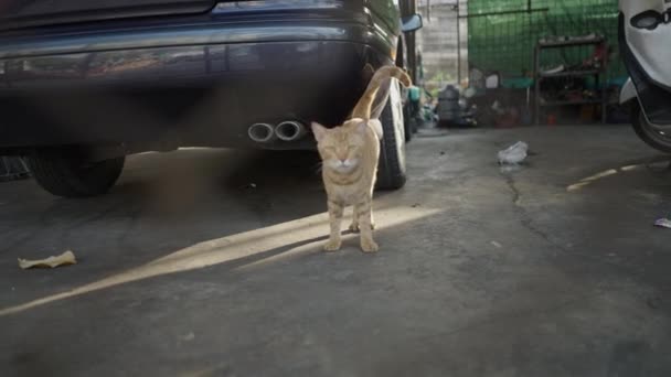 在车库里 家养的猫在汽车旁边叫 选择性焦点射击 — 图库视频影像