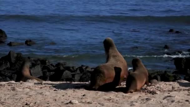 Sea Lion Pup Walking Beach Sea San Cristobal Galapágy Ekvádor — Stock video