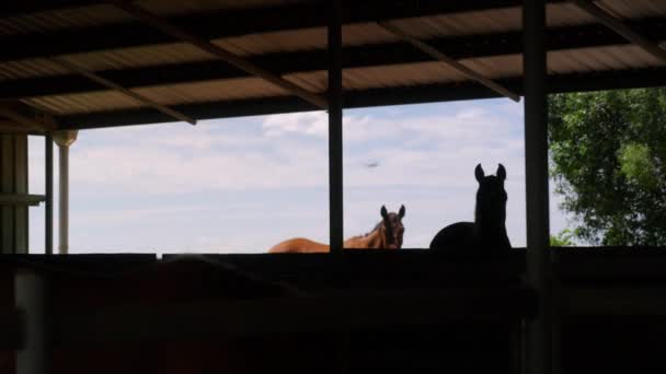 Uitzicht Van Ranch Horse Stable Met Silhouetten Door Schuur Venster — Stockvideo