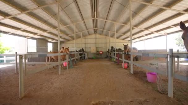 Tour Horse Stable Brown Horses Corrals Country Ranch Στην Αυστραλία — Αρχείο Βίντεο