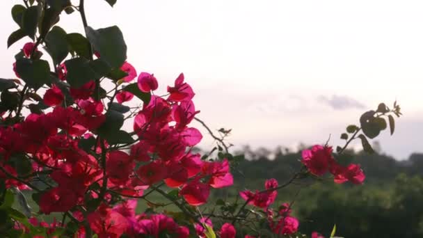 Närbild Wild Red Bougainvillea Blommor Bakgrundsbelyst Med Solljus — Stockvideo