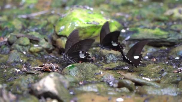 Närbild Fjärilar Samlas Småsten — Stockvideo