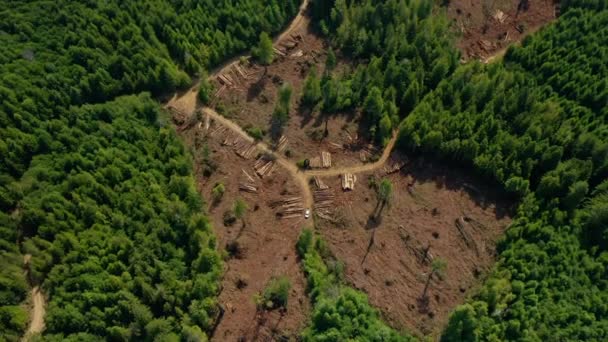 Sekoya Ormanı Havadan Çekilen Görüntüleri Temizliyor — Stok video