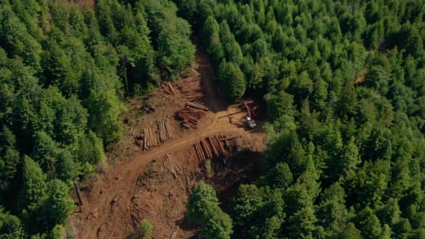 Redwood Forest Clearcutting Tree Harvesting Aerial Shots Hover — Stock Video