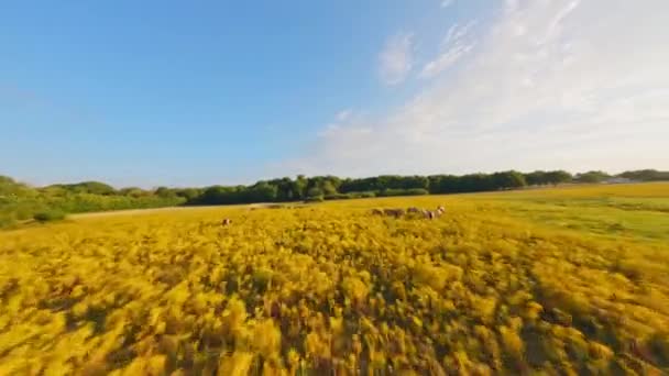 Nederlands Natuurgebied Met Levendige Gele Bloemen Een Groep Paarden Fpv — Stockvideo