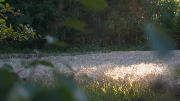 Kézi Létrehozása Lövés Legyek Gyönyörű Erdőben Reggeli Fényben — Stock videók