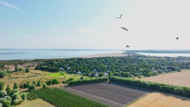 飛行中の鳥の後にドローンのパンニングショット オランダのゼーラント州 — ストック動画