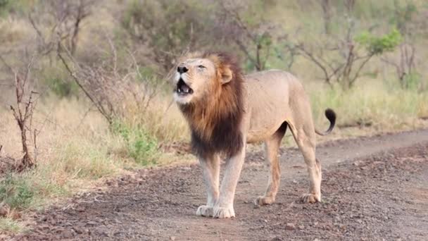 Adulto León Macho Crin Negra Rugiendo Zimanga Sudáfrica — Vídeos de Stock