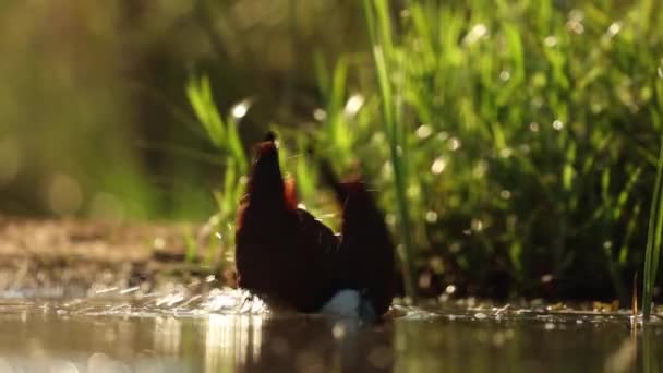 Slow Motion Eye Level Clip African Jacana Bathing Early Morning — Stock Video