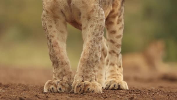 在南非齐曼加 一只狮子幼崽强壮的腿 爪子和斑纹的毛皮进行了特写 — 图库视频影像