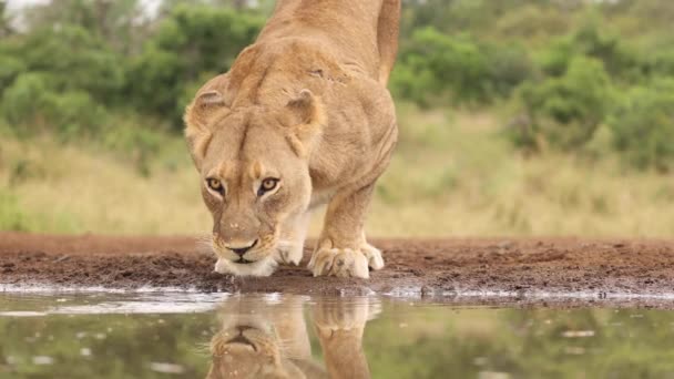 南アフリカのジマンガの水飲み場で１頭の雌と２頭の子が目のレベルで飲んでいます — ストック動画