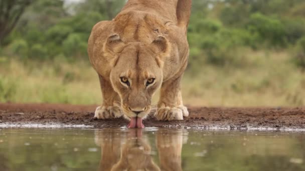 Gros Plan Une Lionne Qui Chevauche Eau Dans Une Peau — Video